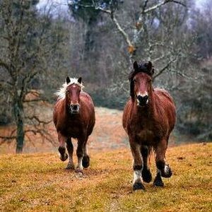 Meet your Posher, Diana